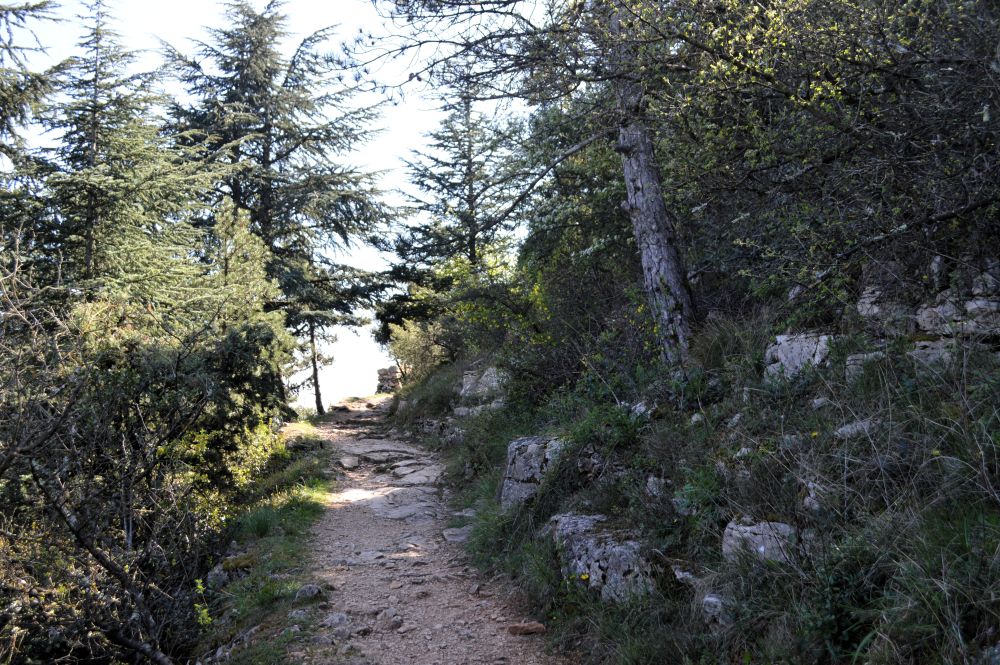 un chemin de terre dans la forêt