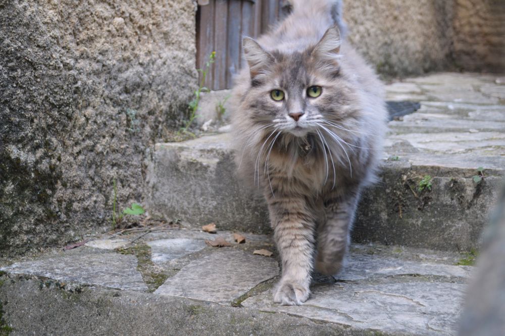 un chat gris sur des marches en pierre