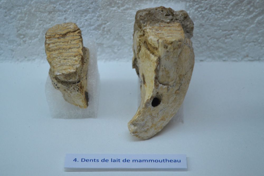 dents de bébé mammouth