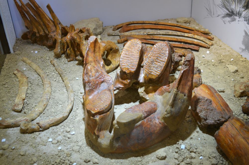 squelette fossile de mammouth