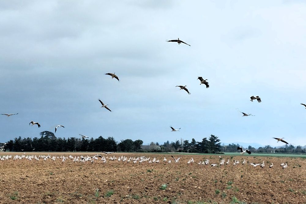 des cigognes s'envolent d'un champ fraichement labouré