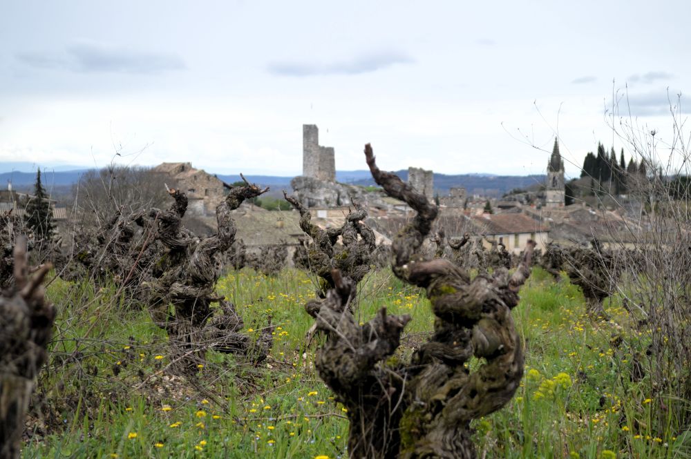 paysage de vignes avec un village ancien au fond