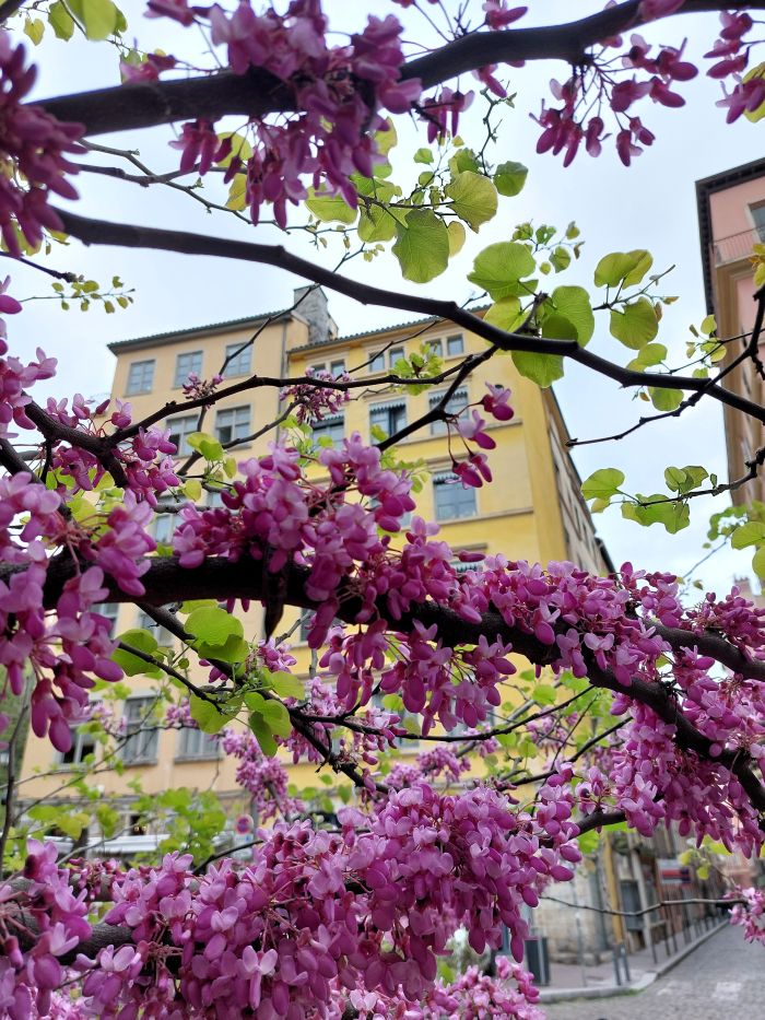 un aperçu d'une façade colorée à travers les branches en fleurs d'un arbre de Judée