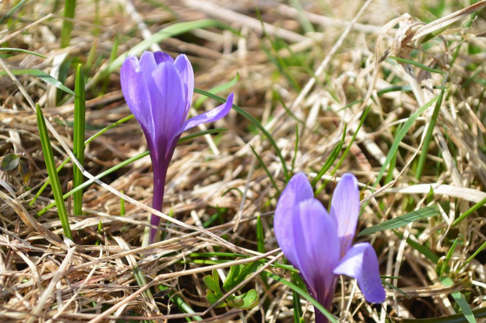 fleurs de crocus