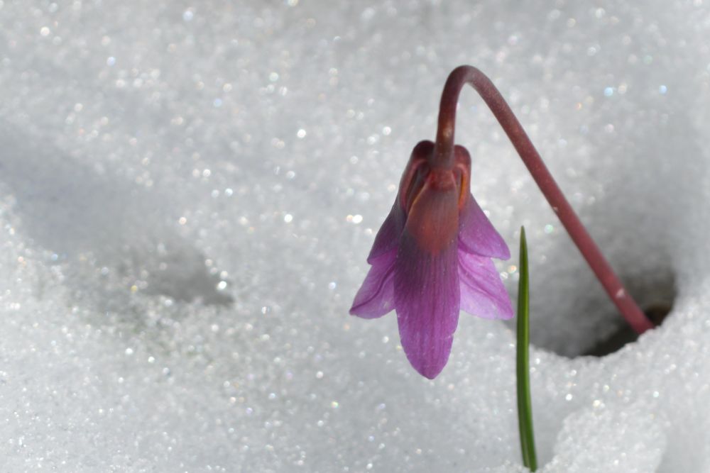 fleur d'érythrone dent de chien dans la neige