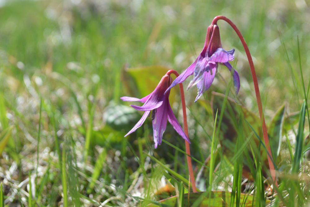 fleurs d'érythrone dent de chien