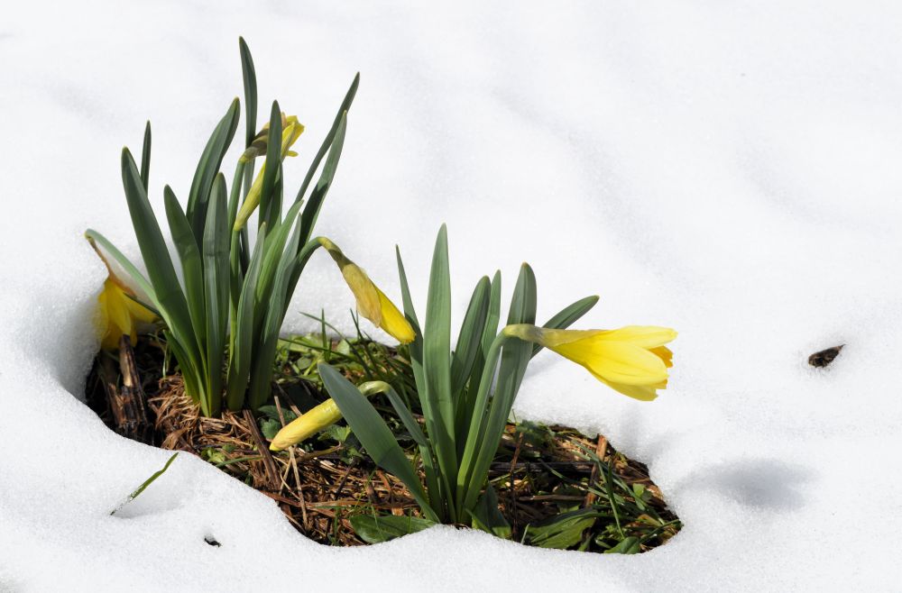 jonquilles sauvages dans la neige