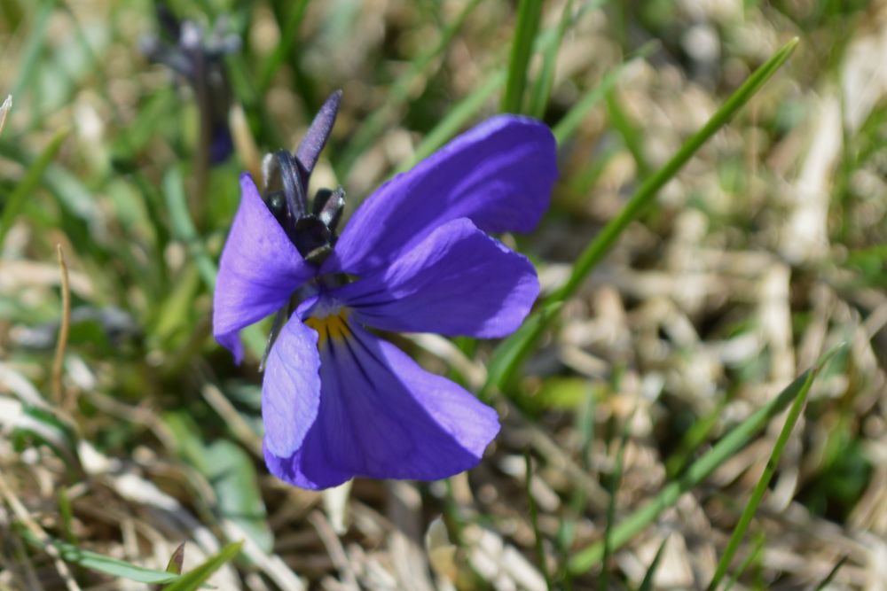 Pensée sauvage bleue