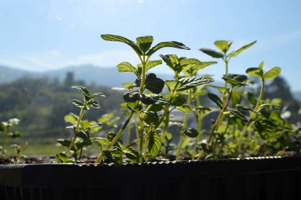 des jeunes pousses vertes avec la silhouette d'un château et de montagnes en arrière-plan