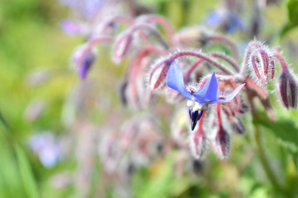 une fleur de bourrache