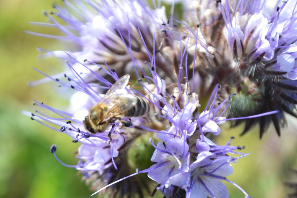 une abeille qui butine une fleur de phacélie