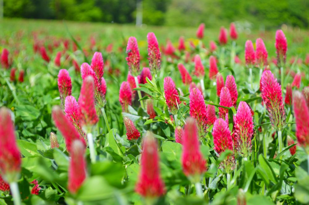 une prairie couverte de trèfles incarnats en fleurs