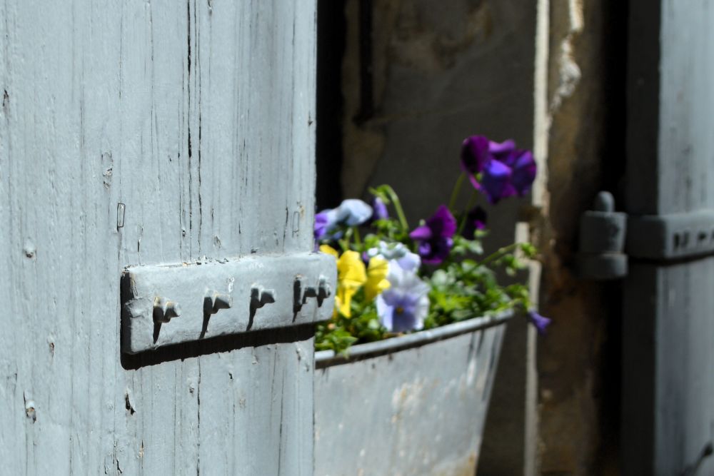des pensées dans une balconnière en zinc sur un rebord de fenêtre