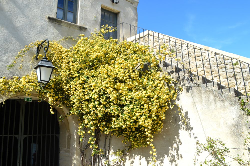 un rosier grimpant avec énormément de petites fleurs jaunes sur un mur bordé d'un escalier extérieur