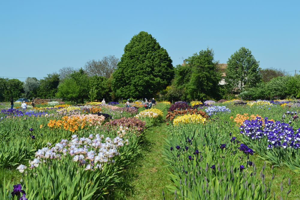 champ d'iris multicolores