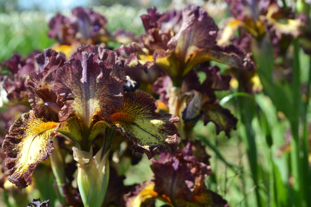 iris violet et jaune en fleur