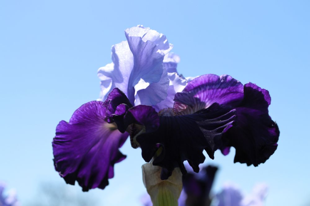 iris bleu et violet en fleur