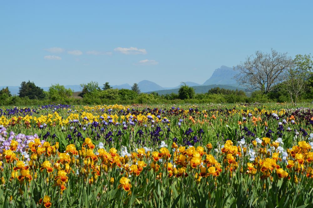 un champ d'iris multicolore avec une montagne en arrière plan