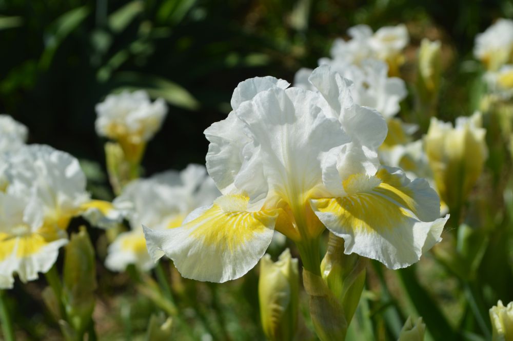 iris blanc et jaune en fleur