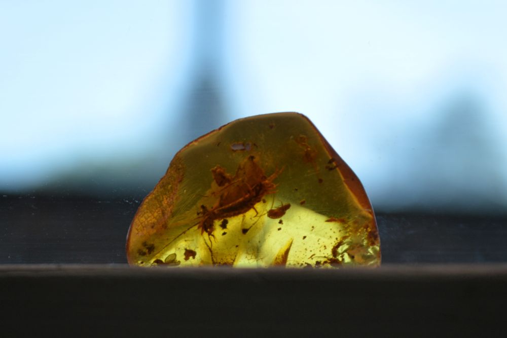 insecte pris au piège dans de l'ambre