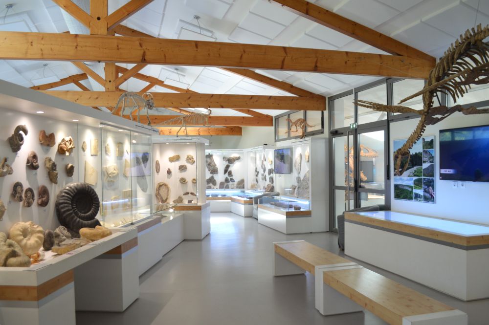 la salle du muséum présente de nombreux fossiles dans une scénographie moderne et lumineuse