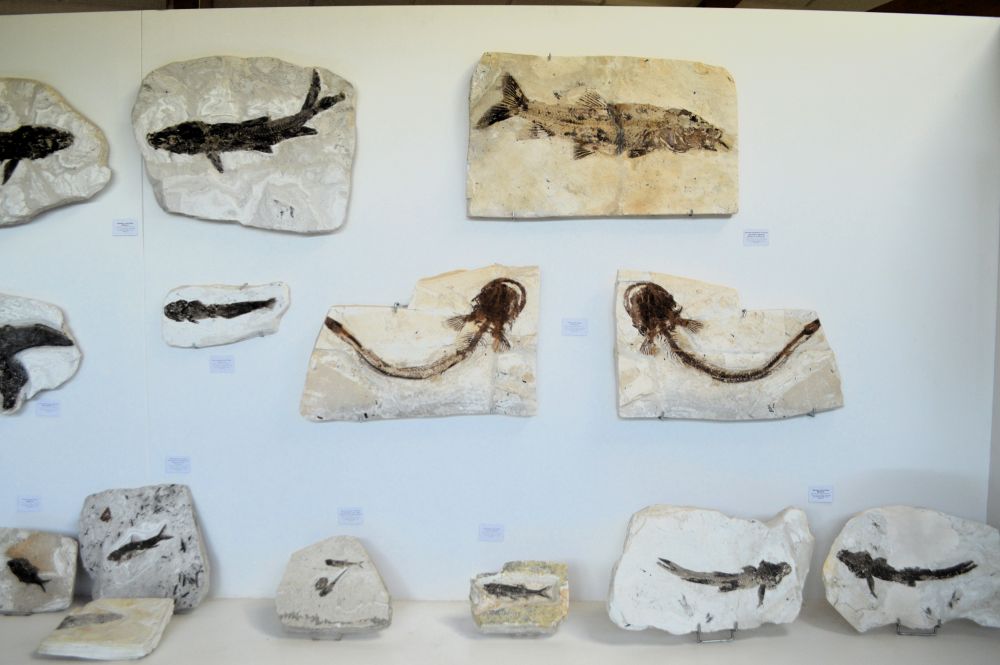 fossiles de poissons en miroirs