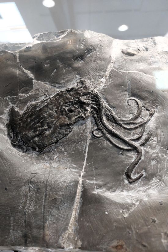 fossile de pieuvre