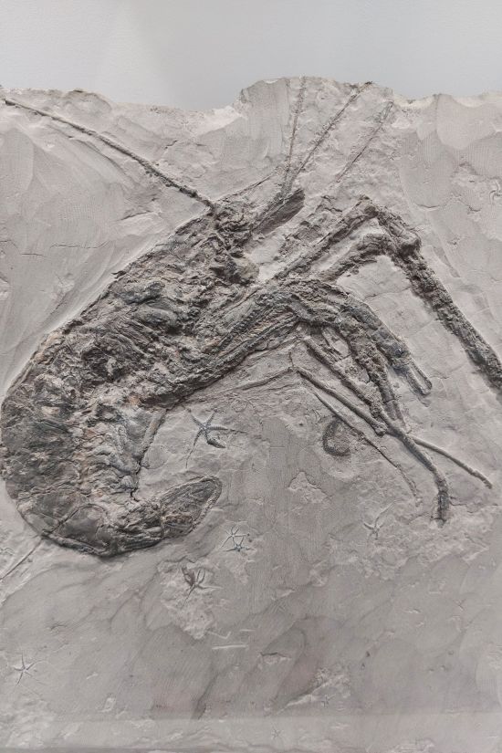 fossile de crustacé