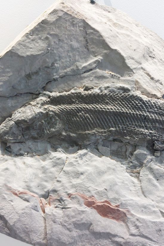 fossile de poisson