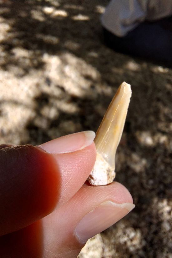 une dent de requin fossilisée