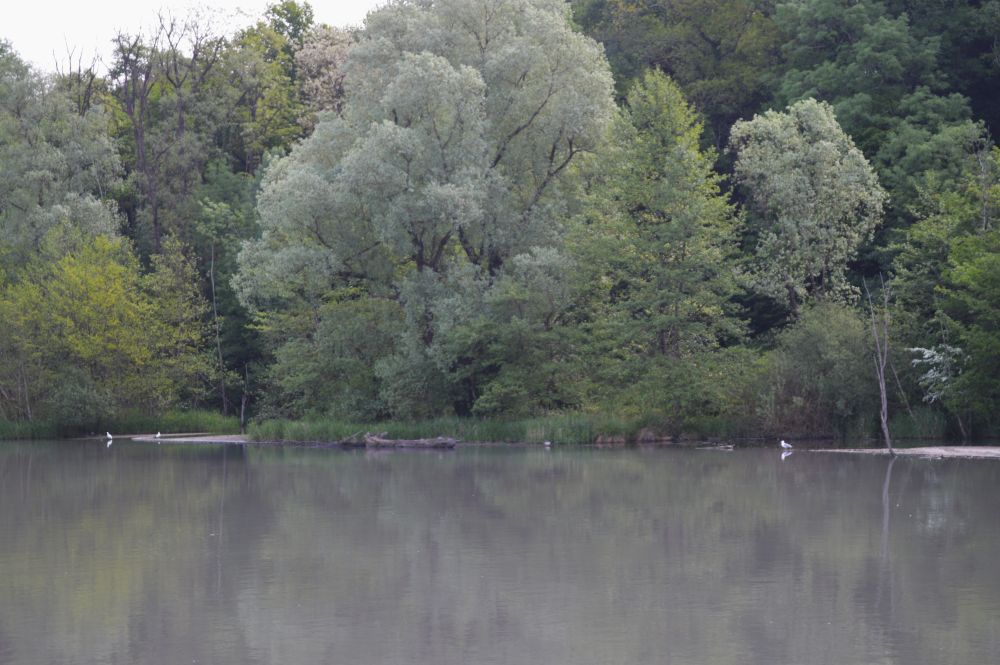 des oiseaux sur la rive de la rivière Isère