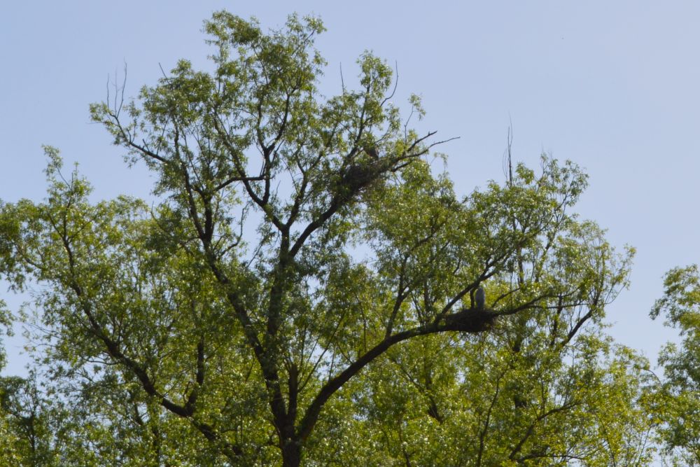 deux nids de hérons dans les arbres
