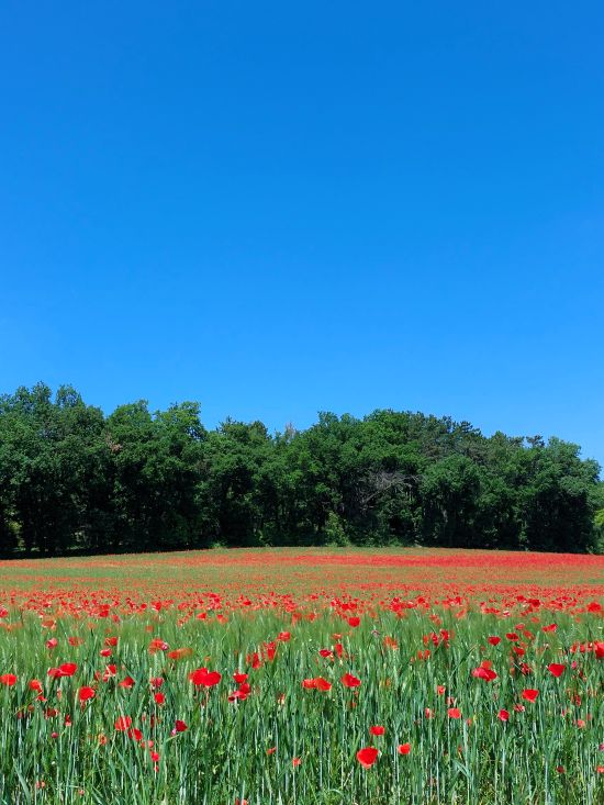 un champ plein de coquelicots