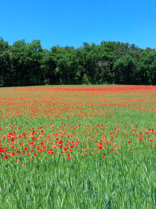 un champ plein de coquelicots