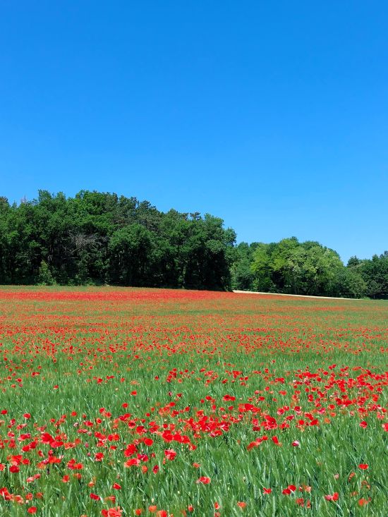 un champ plein de coquelicots