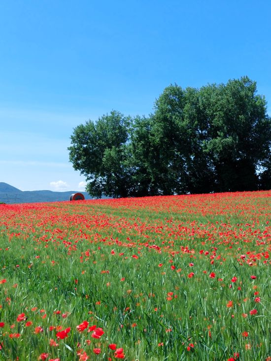 champ de coquelicots en fleurs