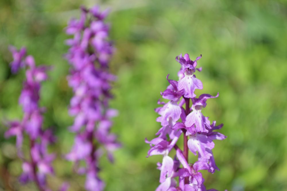 un groupe de trois tiges d'orchis mâles