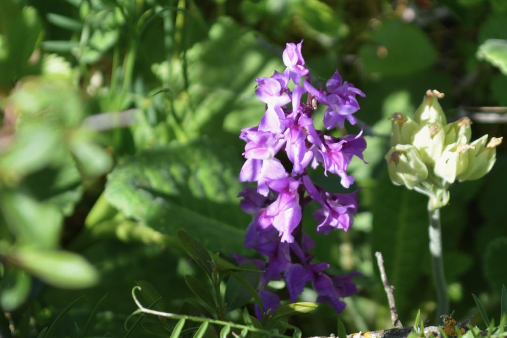 un orchis mâle au milieu des feuillages