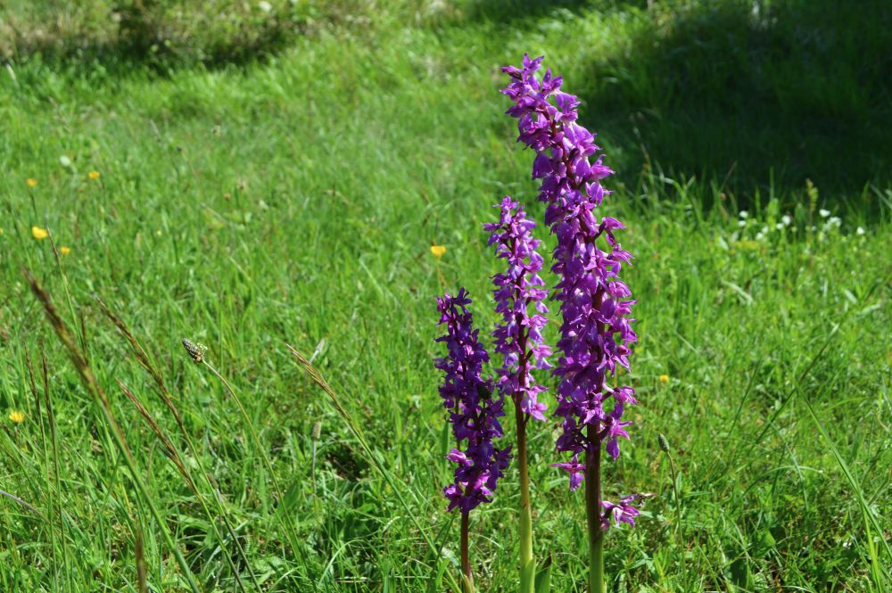 un groupe de trois tiges d'orchis mâles