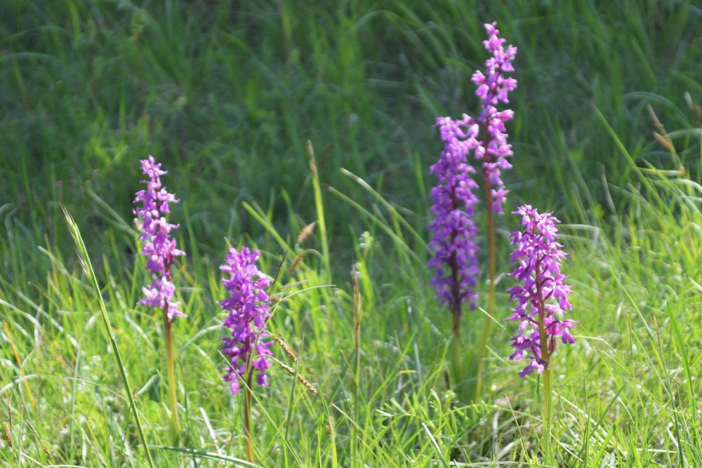 un groupe de cinq tiges d'orchis mâles