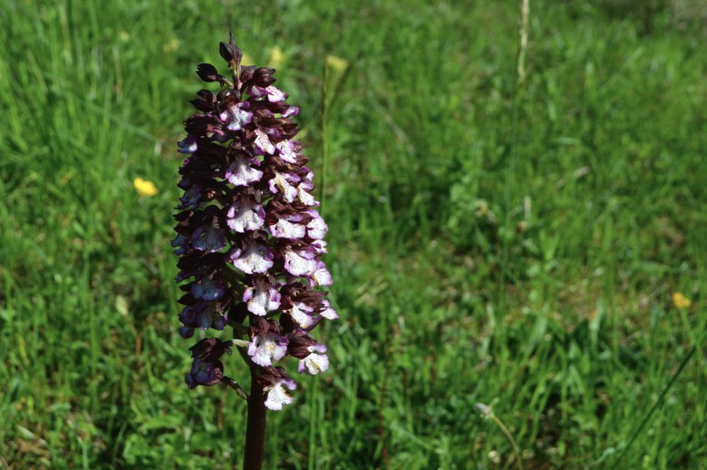 orchis pourpre