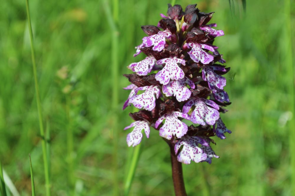 orchis pourpre