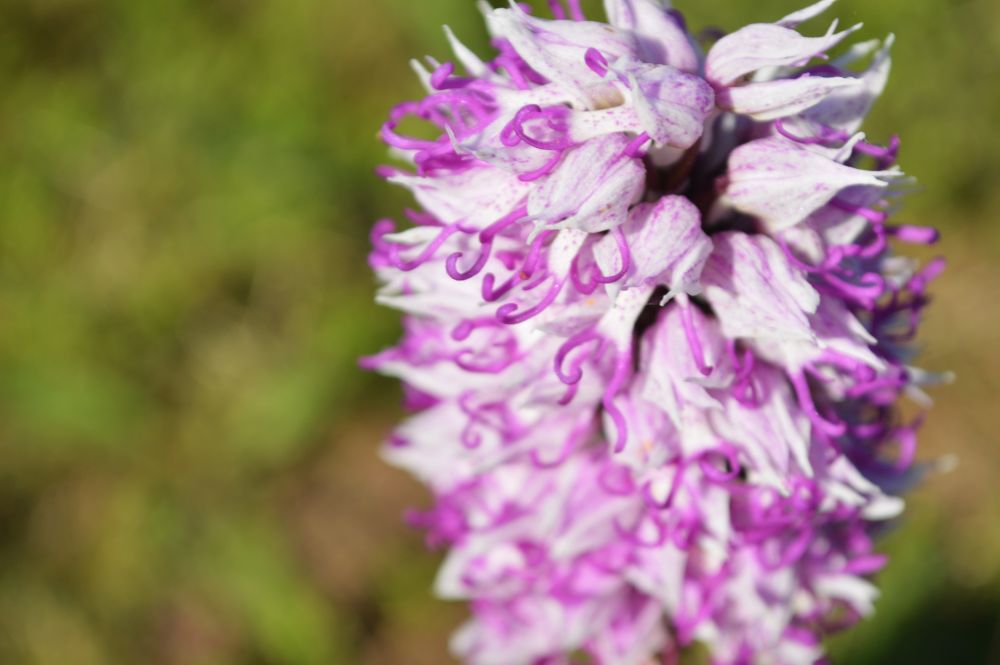 orchis singe