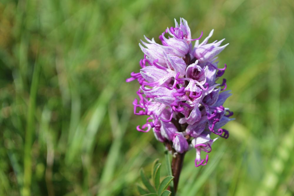 orchis singe