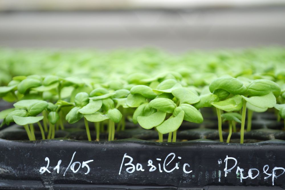 semis de basilic