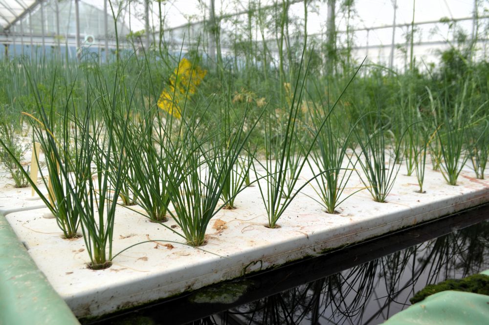 culture en hydroponie d'aneth