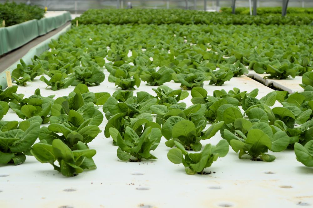 salades poussant en hydroponie