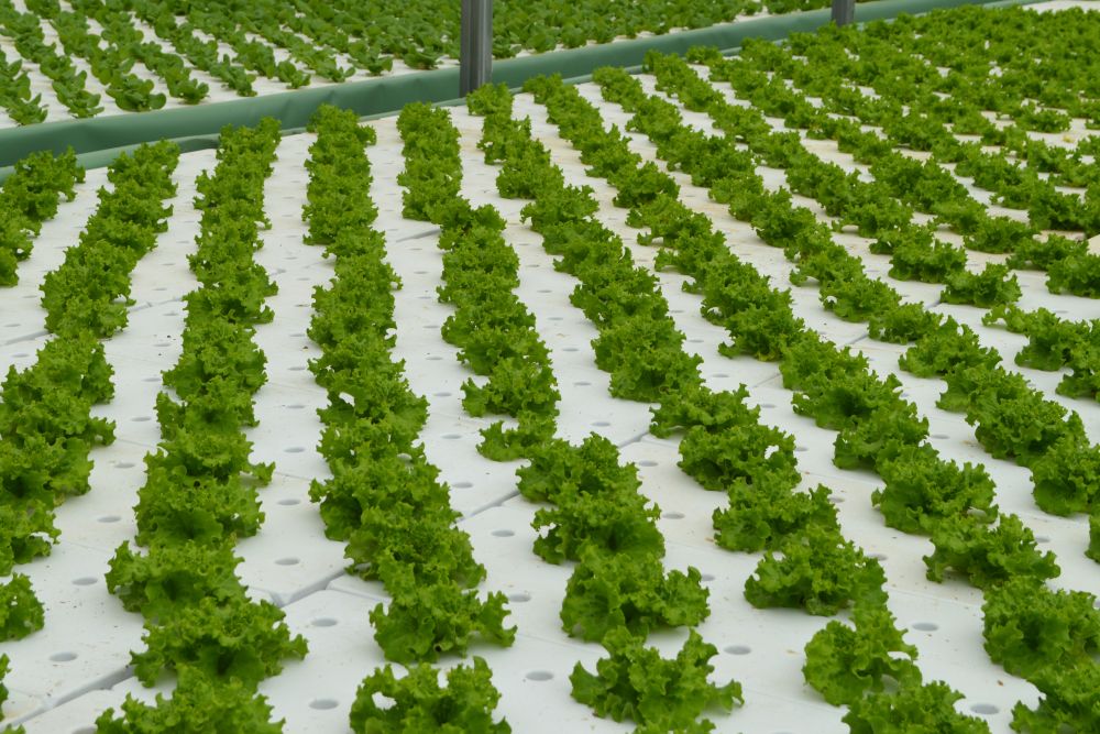 rangs de salades en hydroponie