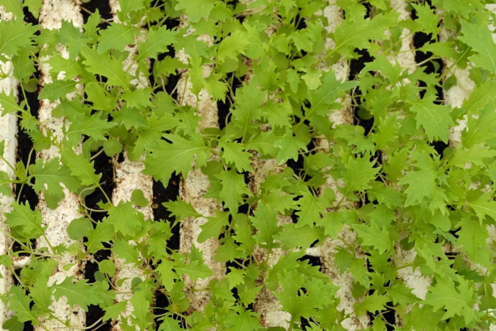 jeunes pousses plantées en rigole sur un radeau d'hydroponie