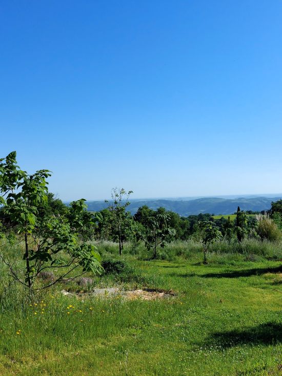 un champ en agroforesterie